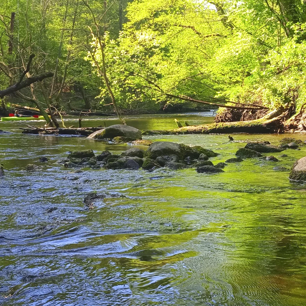 naglowek kwadrat4 🚣 MIKO Gródek - spływy kajakowe Wdą 🛶